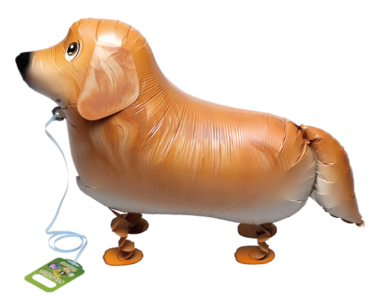 Puppy Golden Retriever