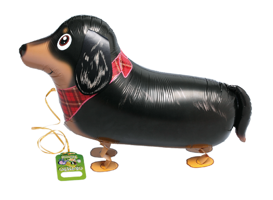 Miniature Dachshund