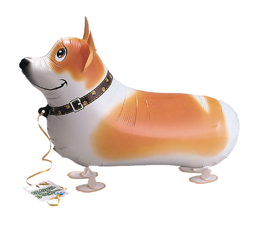 Puppy Corgi